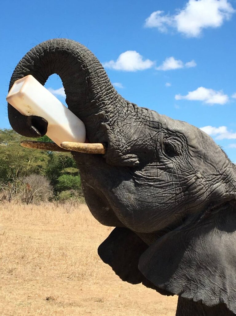 elephant safari drinking milk