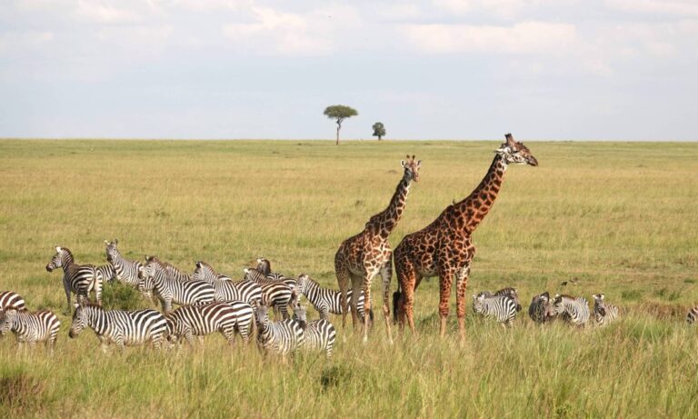 Maasai Mara - giraffes in the wilderness