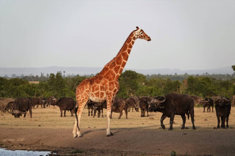 OI Pejeta Conservancy - giraffe standing tall with wilderbeast