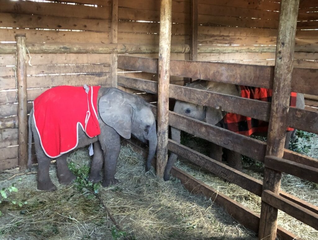 Nairobi Orphan Elephants in barn