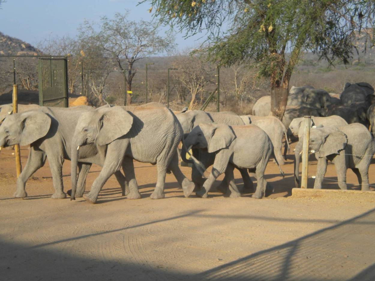 sheldrick elephant orphanage kenya - elephants walking