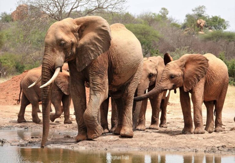 Tsavo East National Park - elephants at water hole