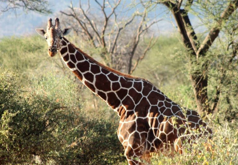 Samburu National Reserve - giraffe looking