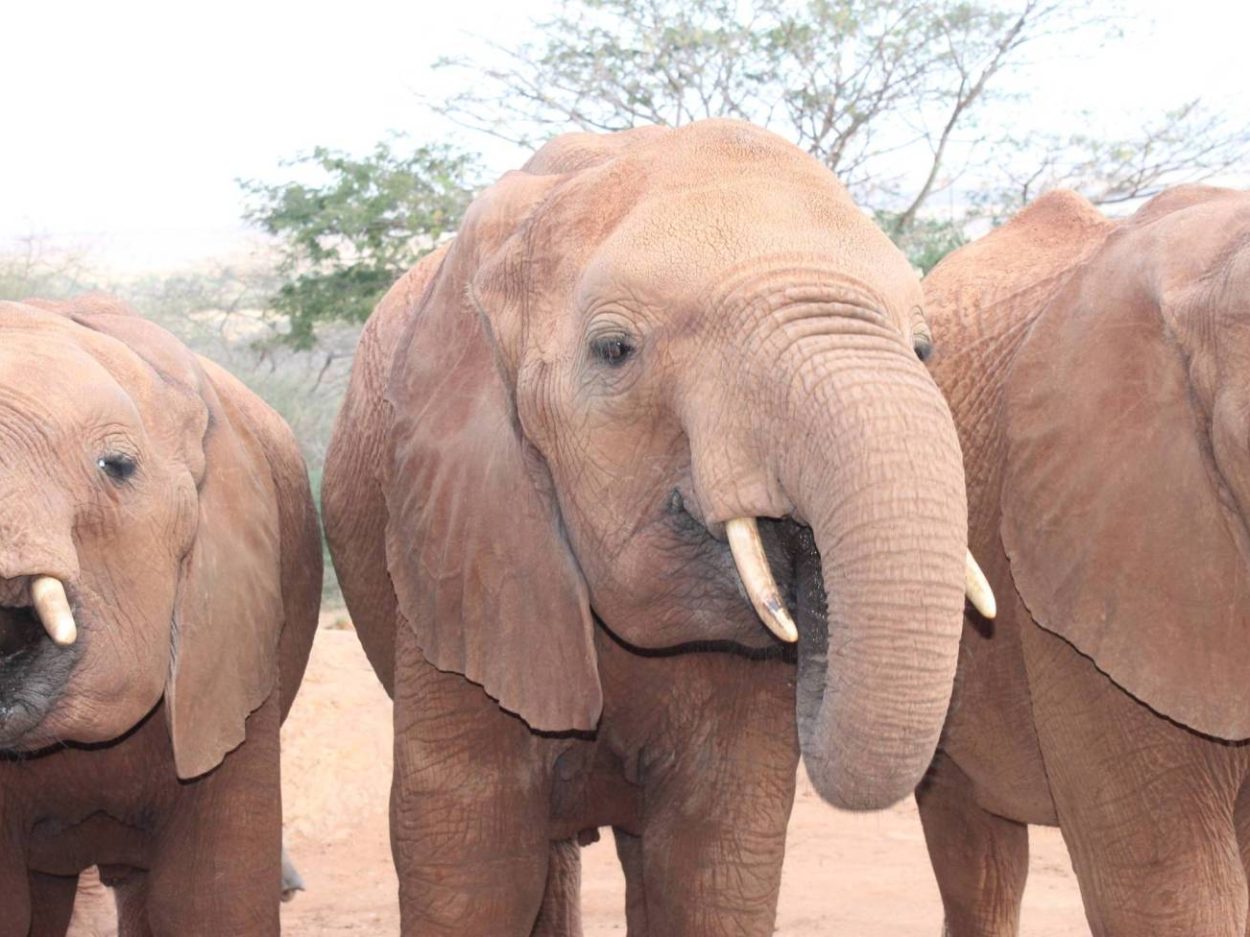 elephant orphanage africa - 3 elephants